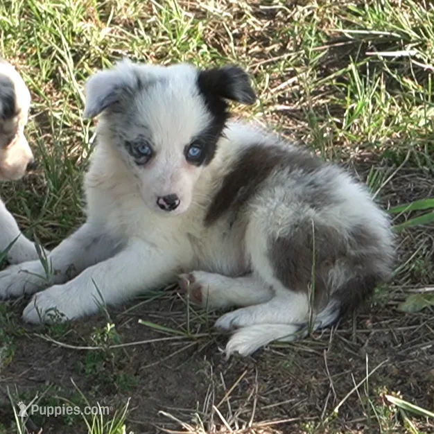 Osaka – Border Collie puppy for sale in Douglass, KS