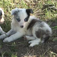 Osaka, a female Border Collie for sale in Douglass, KS – 1 of 8