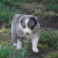 Nimbus, a male Border Collie for sale in Douglass, KS – 2 of 6