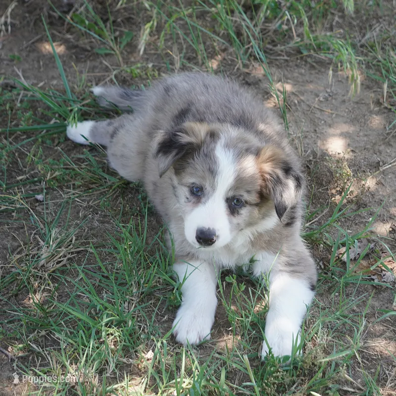 Nomad – Border Collie puppy for sale in Douglass, KS