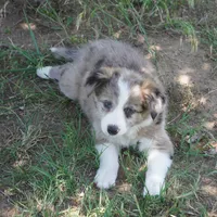 Nomad, a male Border Collie for sale in Douglass, KS – 1 of 7