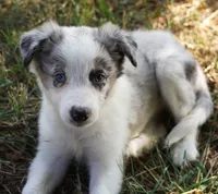 Ozzie, a male Border Collie for sale in Douglass, KS – 4 of 8
