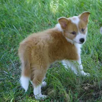 Nutmeg, a male Border Collie for sale in Douglass, KS – 1 of 5