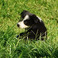 Omaha, a female Border Collie for sale in Douglass, KS – 2 of 3
