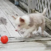 Trevor, a male Border Collie for sale in Douglass, KS – 3 of 6