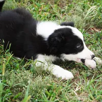 India, a female Border Collie for sale in Douglass, KS – 6 of 9