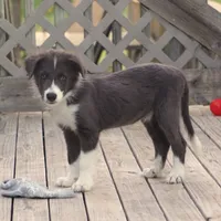 Cascade, a male Border Collie for sale in Douglass, KS – 3 of 7