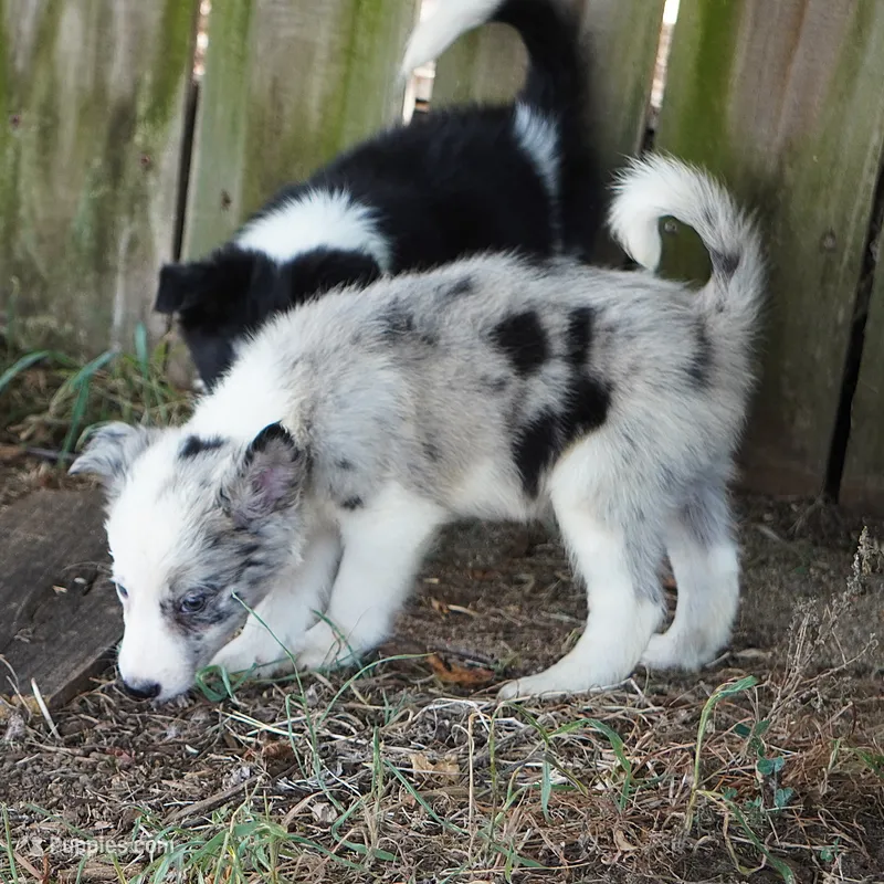 Orca – Border Collie puppy for sale in Douglass, KS
