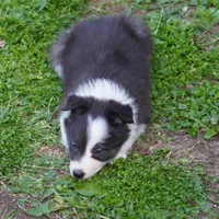 Truffle, a female Border Collie for sale in Douglass, KS – 3 of 5