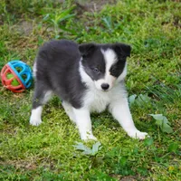 Truffle, a female Border Collie for sale in Douglass, KS – 5 of 5