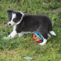 Truffle, a female Border Collie for sale in Douglass, KS – 4 of 5