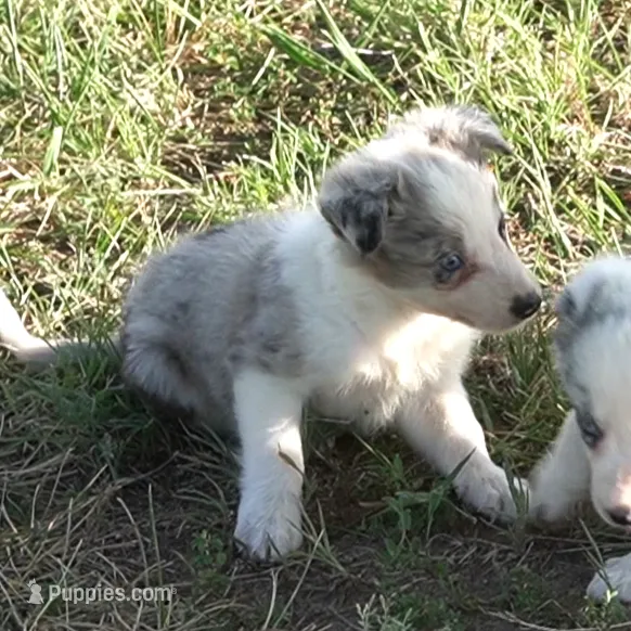 Ozzie – Border Collie puppy for sale in Douglass, KS