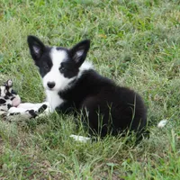 Isla, a female Border Collie for sale in Douglass, KS – 4 of 7