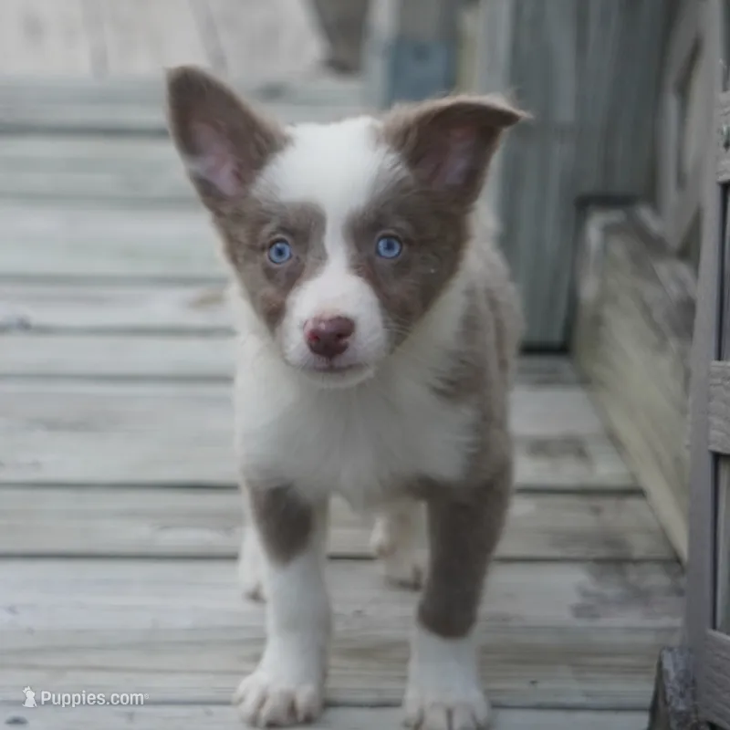 Torque – Border Collie puppy for sale in Douglass, KS