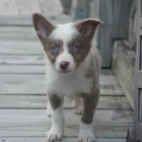 Torque, a male Border Collie for sale in Douglass, KS – 1 of 3
