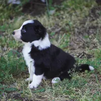 Namoura, a female Border Collie for sale in Douglass, KS – 3 of 3