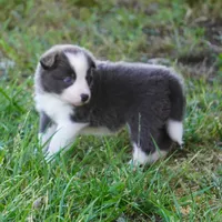 Nile, a female Border Collie for sale in Douglass, KS – 5 of 7