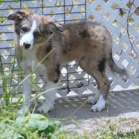 Nomad, a male Border Collie for sale in Douglass, KS – 3 of 3
