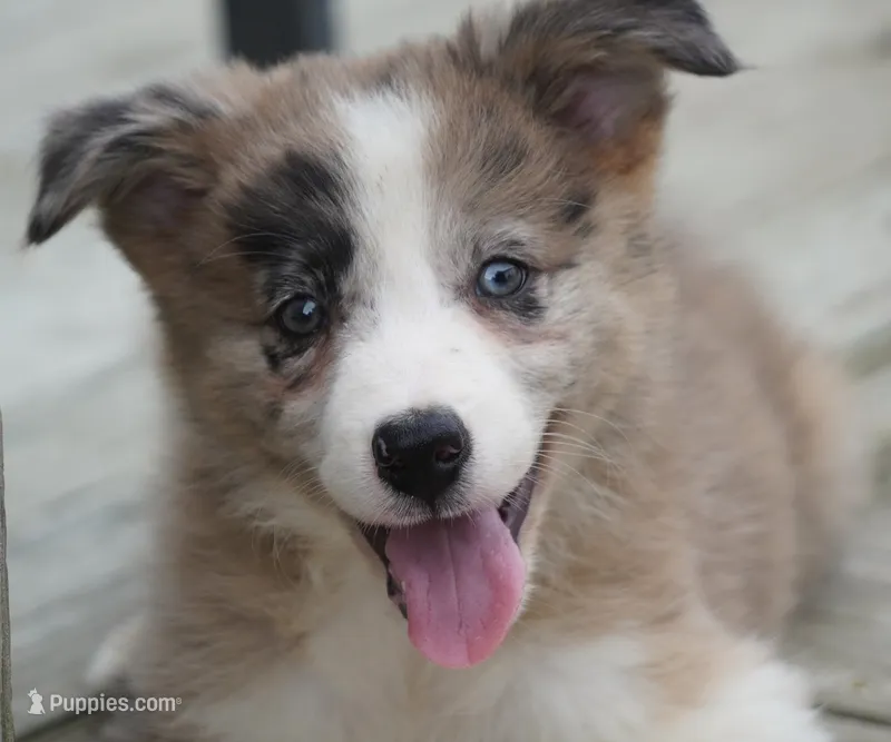 Titan – Border Collie puppy for sale in Douglass, KS