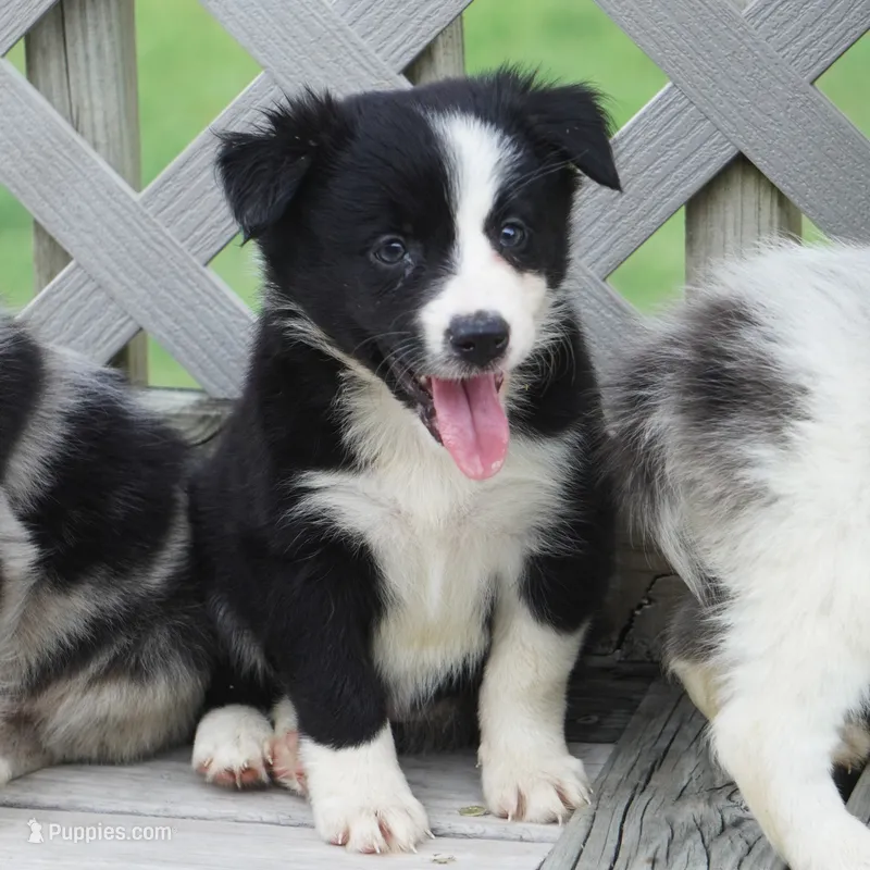 Omaha – Border Collie puppy for sale in Douglass, KS