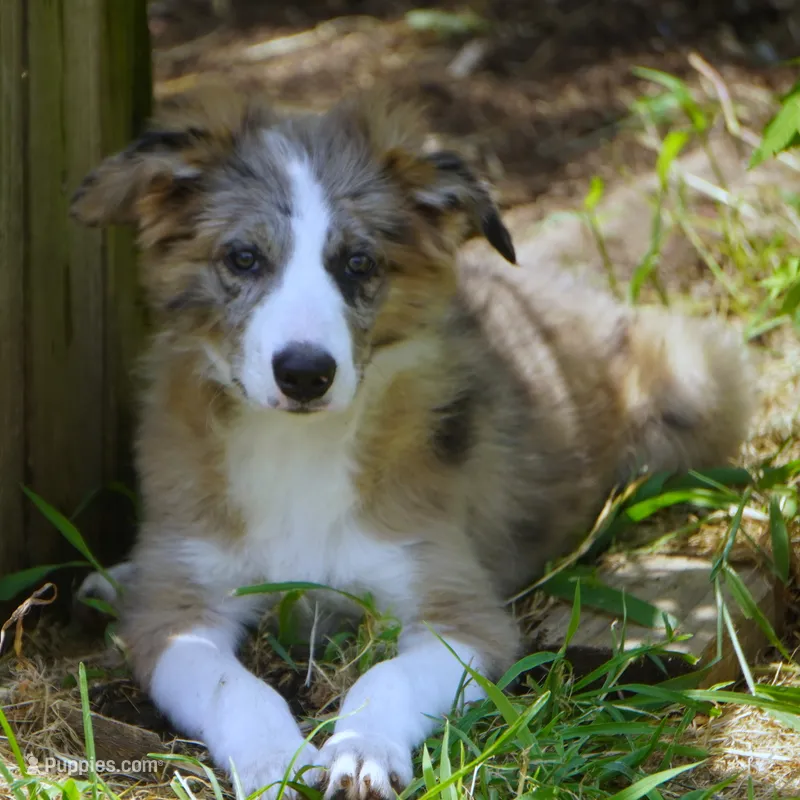 Nomad – Border Collie puppy for sale in Douglass, KS