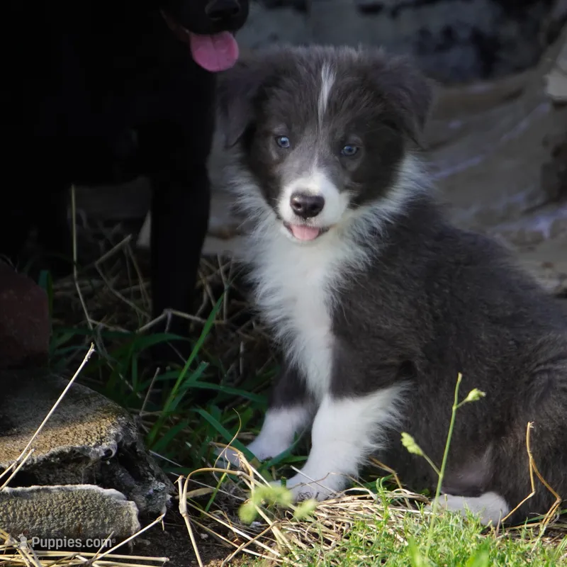 Cascade – Border Collie puppy for sale in Douglass, KS