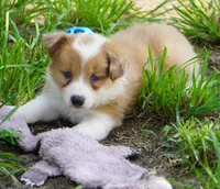 Nutmeg, a male Border Collie for sale in Douglass, KS – 5 of 10