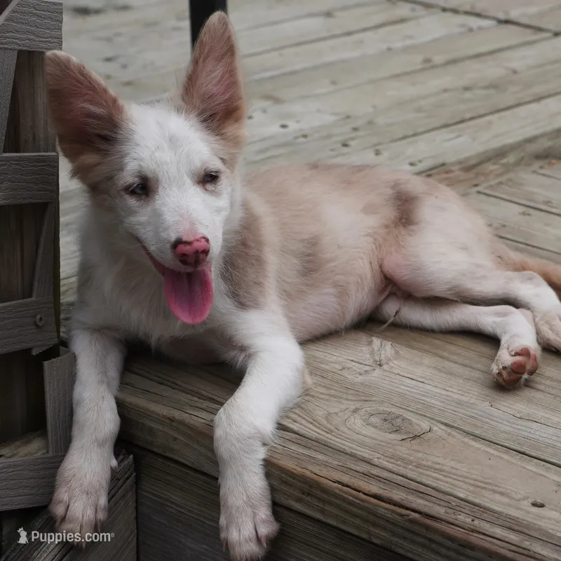 Trevor – Border Collie puppy for sale in Douglass, KS