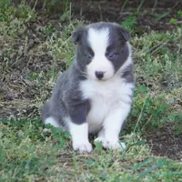 Nile, a female Border Collie for sale in Douglass, KS – 2 of 7