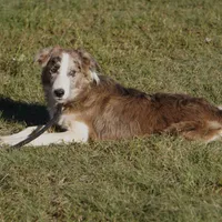 Titan, a male Border Collie for sale in Douglass, KS – 7 of 9