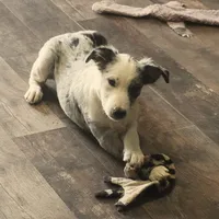 Orca, a male Border Collie for sale in Douglass, KS – 8 of 10