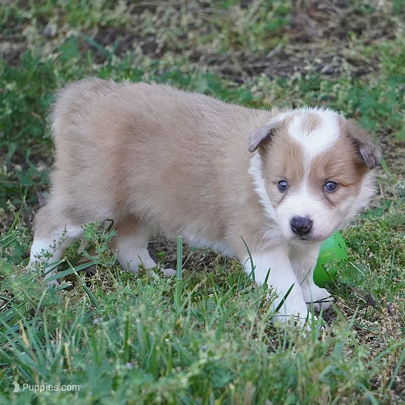 Nutmeg – Border Collie puppy for sale in Douglass, KS