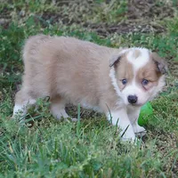 Nutmeg, a male Border Collie for sale in Douglass, KS – 1 of 3