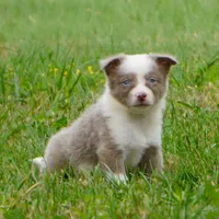 Torque, a male Border Collie for sale in Douglass, KS – 4 of 5