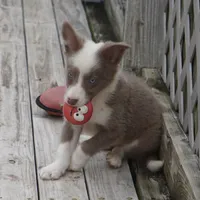 Torque, a male Border Collie for sale in Douglass, KS – 2 of 10