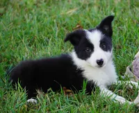 Isla, a female Border Collie for sale in Douglass, KS – 6 of 6