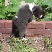 Cascade, a  Border Collie for sale in Douglass, KS – 7 of 10
