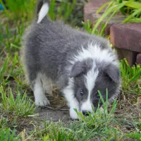 Colt, a male Border Collie for sale in Douglass, KS – 7 of 9