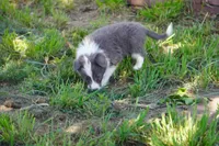Colt, a male Border Collie for sale in Douglass, KS – 8 of 9