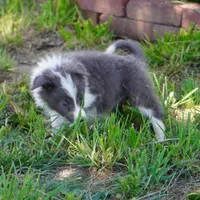 Colt, a male Border Collie for sale in Douglass, KS – 3 of 9