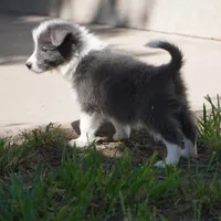 Colt, a male Border Collie for sale in Douglass, KS – 6 of 9
