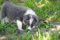 Colt, a male Border Collie for sale in Douglass, KS – 9 of 9