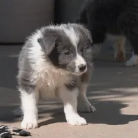Colt, a male Border Collie for sale in Douglass, KS – 1 of 9