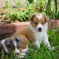 Nutmeg, a male Border Collie for sale in Douglass, KS – 6 of 6