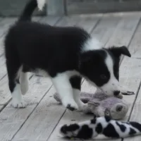 Tilly, a female Border Collie for sale in Douglass, KS – 5 of 7