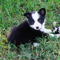 Iris, a female Border Collie for sale in Douglass, KS – 2 of 5