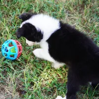 India, a female Border Collie for sale in Douglass, KS – 2 of 3