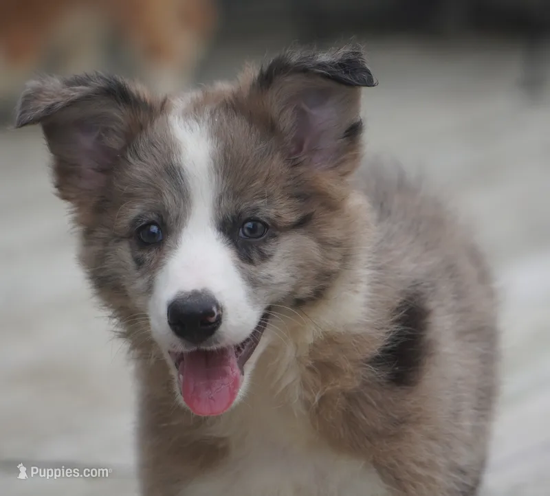 Nomad – Border Collie puppy for sale in Douglass, KS