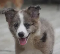 Nomad, a male Border Collie for sale in Douglass, KS – 1 of 6