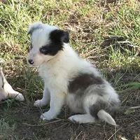 Osaka, a female Border Collie for sale in Douglass, KS – 3 of 8